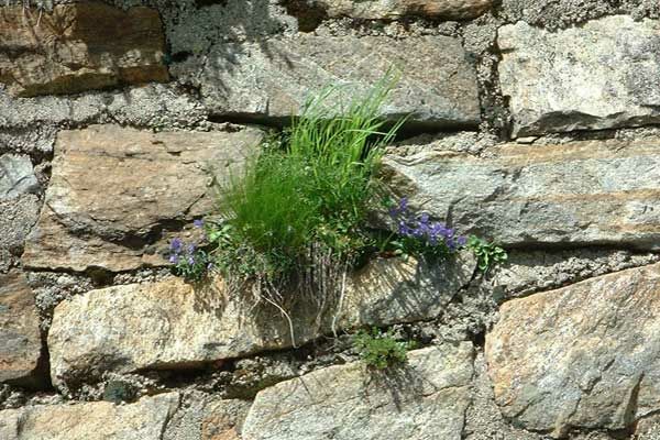 Un bouquet de verdure sort d'un mur de pierres
