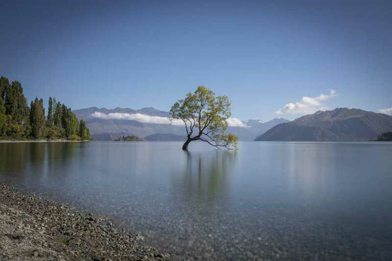 Un arbre qui pousse dans un lac