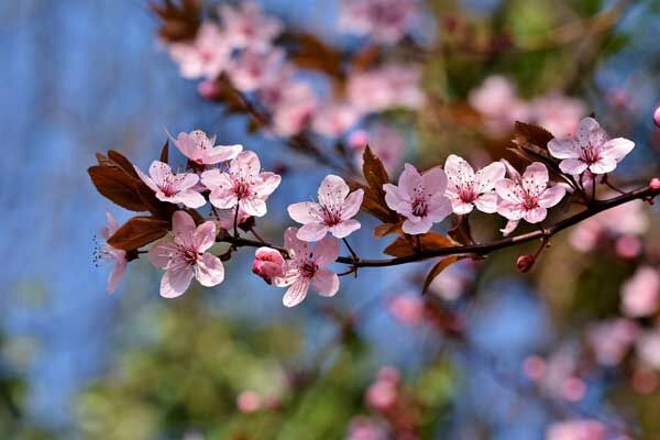 Cerisier d'ornement en fleur