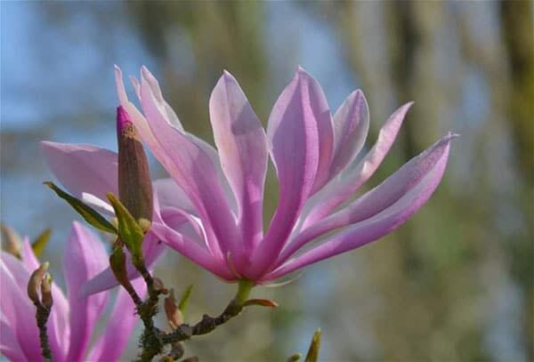 Un magnolia qui tend se pétales vers le ciel