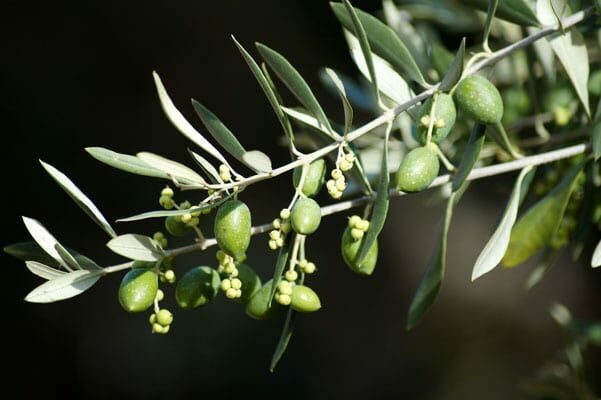 Rameau d'olivier avec ses fruits