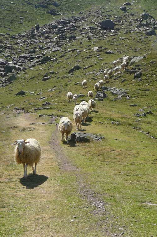 Des moutons sur un sentier escarpé