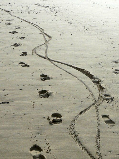Des traces de pas dans le sable