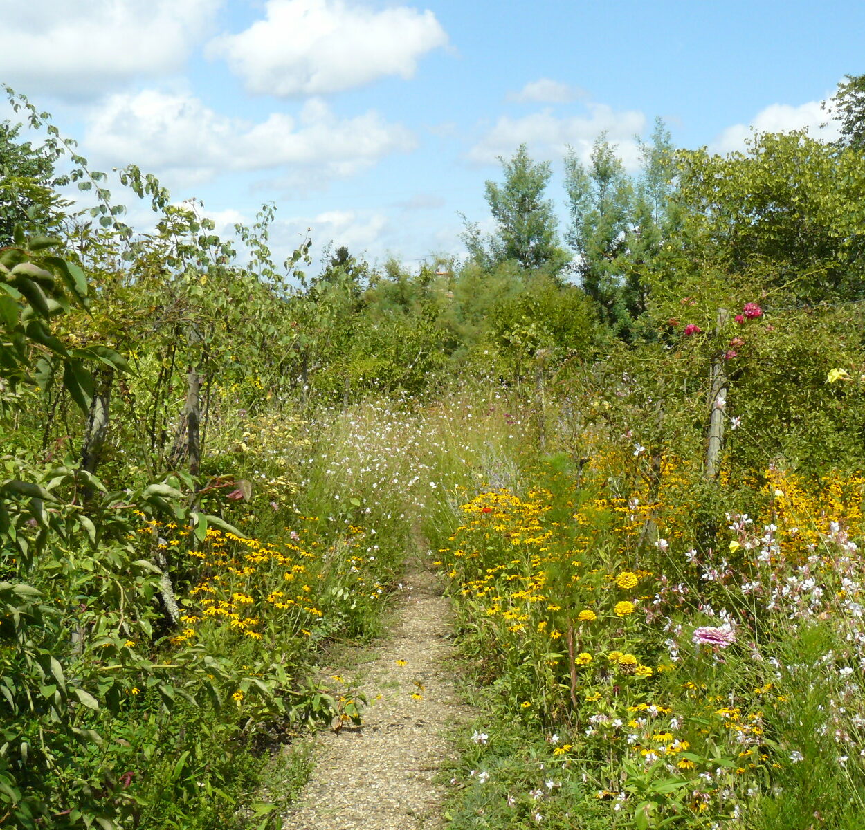 Un petit sentier au milieu des fleurs